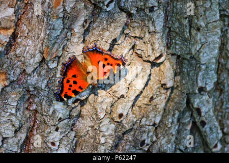 Papillon de couleur se trouve sur l'écorce des arbres dry Banque D'Images