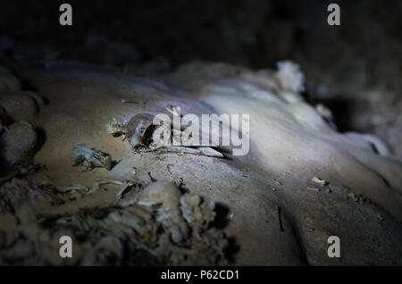 Reste des os laissés par les hiboux dans une grotte dans la région de Bonito, Brésil. Banque D'Images