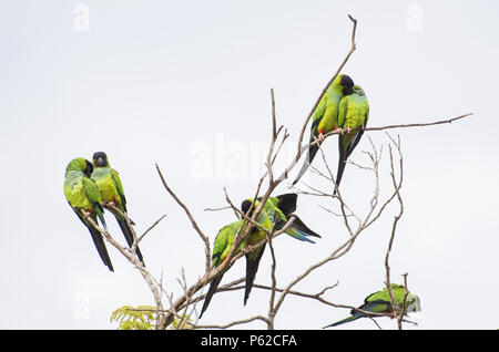 De magnifiques oiseaux perruches Nanday Prince-Black ou perruche (Aratinga nenday) dans un arbre dans le Pantanal brésilien. Banque D'Images