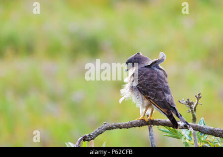 Bel Oiseau-hawk Hawk Hawk (routière ou Rupornis magnirostris) dans un arbre dans la zone humide du Brésil. Banque D'Images