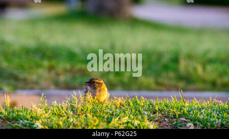 Mallorca, manger sparrow assis dans l'herbe verte à la lumière du soleil chaude soirée Banque D'Images