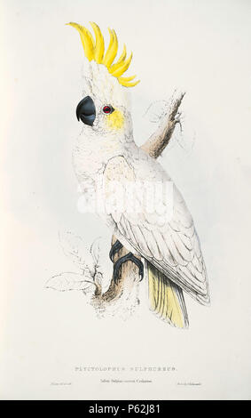 N/A. Cacatua sulphurea English : Une peinture d'un cacatoès soufré, aussi connu comme le moindre teneur en soufre cacatoès soufré, (initialement titré 'Plyctolophus sulphureus. Moindre Teneur en soufre cacatoès soufré') par Edward Lear 1812-1888. 28 août 2008, 03:30:00. Edward Lear (1812-1888) Noms alternatifs Derry Derry Down ; Eduard Liri ; Entouarnt ; Lar Eduard Lir, Lear, Lear e Description l'artiste anglais, auteur et poète Date de naissance/décès 12 MAI 1812 29 janvier 1888 Lieu de naissance/décès English : Holloway, Londres, Angleterre. Anglais : Sanremo, Italie. Contrôle d'autorité : Q309759 VIAF:3692 Banque D'Images