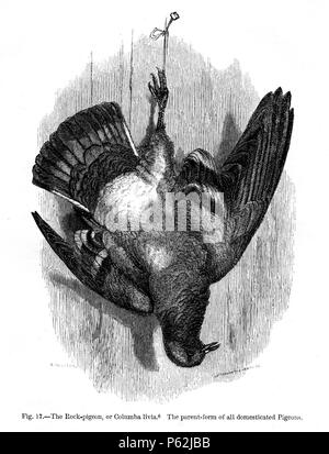 N/A. Anglais : Figure 17 - 'Le Rock-Pigeon ou Columbia livia' de Charles Darwin's book Variation des animaux et des plantes sous Domestication publié en 1868. Janvier 1868. Charles Darwin (1809-1882) Noms alternatifs Charles Robert Darwin naturaliste et auteur britannique Description Date de naissance/décès 12 février 1809, 19 avril 1882 Lieu de naissance/décès Du Mont, Shrewsbury Down House contrôle d'autorité : Q1035 VIAF:27063124 ISNI:0000 0001 2125 1077 ULAN:500228559 RCAC:n:NARA78095637 10580367 413 Variations Darwin WorldCat Fig17 Banque D'Images
