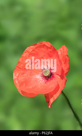 Seule commune Rouge Coquelicot (Papaver rhoeas) floraison en été dans le West Sussex, Angleterre, Royaume-Uni. Portrait avec copie espace. Pavot Rouge avec copyspace. Banque D'Images