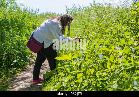 Femme prenant des photos de plantes et d'autres végétationdans la campagne à l'aide d'un appareil photo compact en été à West Sussex, Angleterre, Royaume-Uni. Banque D'Images