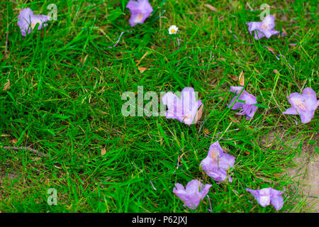 Contexte de l'herbe et fleurs pourpre hibiscus. Banque D'Images