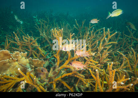 Poisson écureuil près de l'île de Koh Tao Banque D'Images