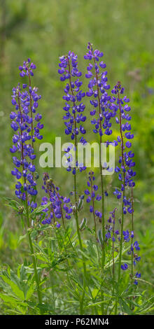 Lupin en fleurs fleurs. Un champ de lupins. Rose et violet lupin dans pré. Fleurs de beauté de lupin bleu dans la lumière du matin Banque D'Images