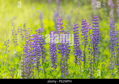 Lupin en fleurs fleurs. Un champ de lupins. Rose et violet lupin dans pré. Fleurs de beauté de lupin bleu dans la lumière du matin Banque D'Images