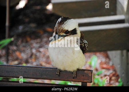 Kookaburra se percher sur un banc Banque D'Images