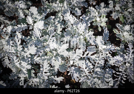 Plante de jardin, l'arrière-plan gris cineraria. vignette, la nature. Banque D'Images