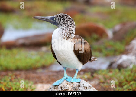 Fou à pieds bleus (Sula nebouxii) sur l'île Seymour Nord, Parc National des Galapagos, Equateur Banque D'Images