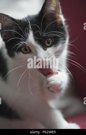 Chat domestique est lui-même de nettoyage Banque D'Images