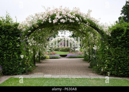 Rosa mulliganii couvrant arches à RHS Wisley garden. Banque D'Images