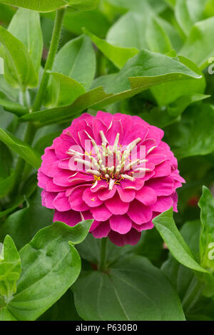 Zinnia elegans Preciosa Preciosa 'Rose' Fleur. Banque D'Images