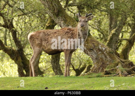 Red Deer (Cervus elaphus, près de la rivière Helmsdale à Sutherland ; l'Ecosse. UK Banque D'Images