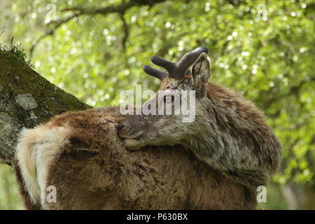 Red Deer (Cervus elaphus, près de la rivière Helmsdale à Sutherland ; l'Ecosse. UK Banque D'Images