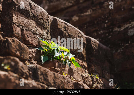 Bagan, Myanmar - 21 févr. 2014 : plante pousse sur les monuments bouddhiques tower. Banque D'Images