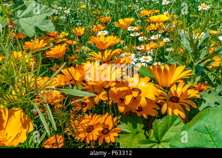 Dimorphotheca sinuata ou glandulaire Cape marigold. Également connu sous le nom de Namaqualand Daisy, une plante indigène de l'Afrique du Sud, Angleterre, Royaume-Uni Banque D'Images