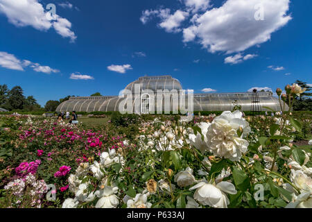 Le Palm House et jardin de roses au Royal Botanic Gardens, Kew Banque D'Images