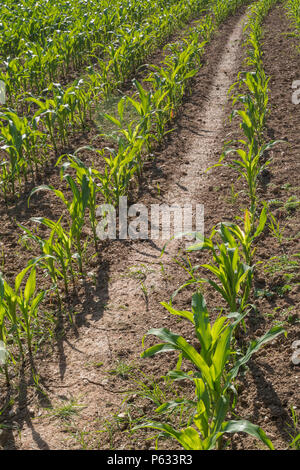 Maïs Maïs Maïs jeune/ / Zea mays les cultures en champ dans le soleil d'été. Maïs doux en pleine croissance au Royaume-Uni, de l'alimentation dans le champ. Banque D'Images