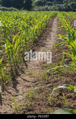 Maïs Maïs Maïs / jeunes / Zea mays les cultures en champ dans le soleil d'été. Maïs doux en pleine croissance au Royaume-Uni, de l'alimentation dans le champ. Banque D'Images