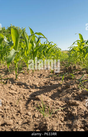 Maïs Maïs Maïs jeune/ / Zea mays crop growing in field avec bleu ciel d'été. Maïs doux en pleine croissance au Royaume-Uni, de l'alimentation dans le champ. Banque D'Images