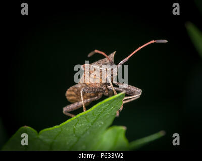 Un dock bug (Coreus marginatus, Coréidés) assis sur une feuille verte, fond noir Banque D'Images