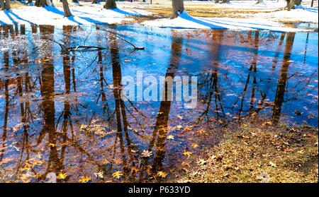 Réflexions dans l'eau du parc créé par la fonte de la neige à la fin de l'hiver. Prises à Garden City Park, Garden City au Michigan. Banque D'Images