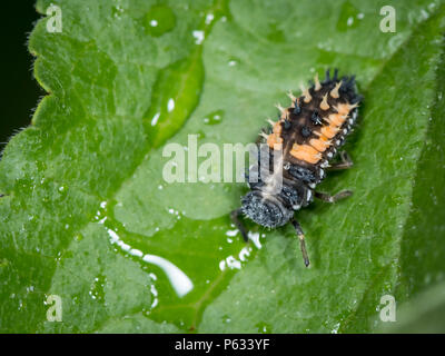 Larve de ladybeetle asiatiques (Harmonia axyridis, Coccinellidae) assis sur une feuille verte Banque D'Images