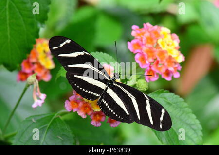 Un papillon à longue zèbre se trouve dans les jardins Banque D'Images