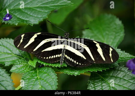 Un papillon à longue zèbre se trouve dans les jardins Banque D'Images