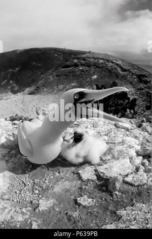 Oiseaux fou masqué (Sula dactylatra) - DAPHNÉ ISLAND, îles Galapagos, Equateur Banque D'Images