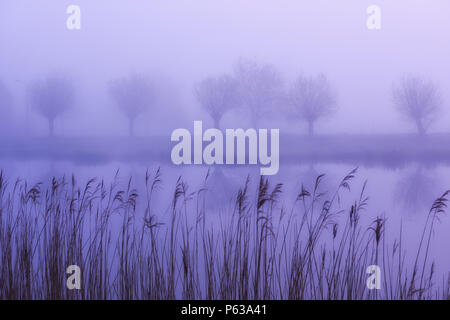 Matin brumeux sur canal en Pays-bas avec arbres et leurs réflexions et les hautes herbes. Banque D'Images