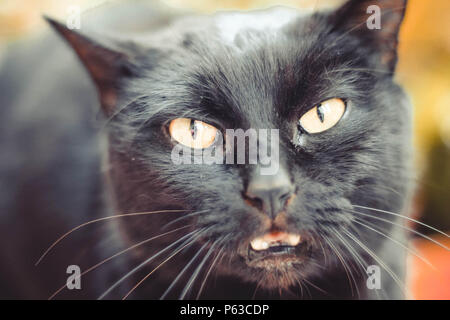 Close up of black cat meowing Banque D'Images