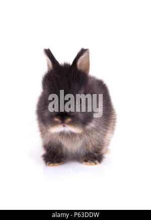 Les jeunes netherland dwarf rabbit sitting on floor en fond blanc. Banque D'Images