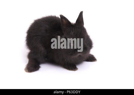 Jeune lapin nain néerlandais squat sur marbre en arrière-plan blanc. Banque D'Images