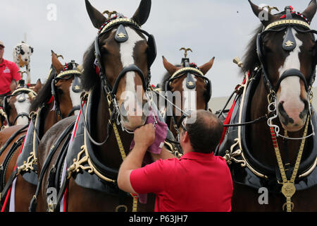 Un gestionnaire prépare la Budweiser Clydesdales pour leur performance au cours de la 2016 MCAS Cherry Point Air Show - "depuis 75 ans" au Marine Corps Air Station Cherry Point, N.C., 1er mai 2016. Le Budweiser Clydesdales, un attelage de chevaux provenant de fermes de Clydesdale, Ecosse, servir d'ambassadeurs pour l'Anheuser-Busch Brewing Company. Les huit chevaux est bien connu dans le public pour ses spectacles somptueux. Cette année, l'air show célébré MCAS Cherry Point et 2nd Marine Aircraft Wing et du 75e anniversaire est autant de plaisir sur le terrain comme il est dans l'air. Banque D'Images