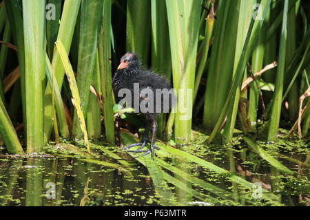 La Gallinule poule-d'eau (Gallinula chloropus) chick, Nord Ouest de l'Angleterre, Royaume-Uni. Banque D'Images