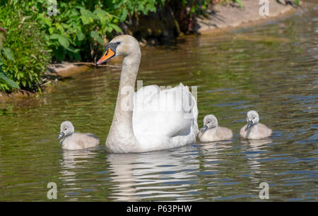 La famille cygne muet sur les voies navigables locales Banque D'Images