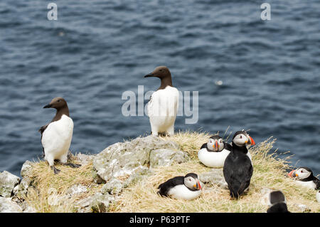 Les guillemots et les macareux nichant sur Lunga - Treshnish Isles (Hébrides intérieures, de l'Ecosse) Banque D'Images