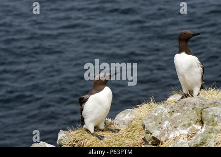 Guillermots nichant sur Lunga - Treshnish Isles (Hébrides intérieures, de l'Ecosse) Banque D'Images