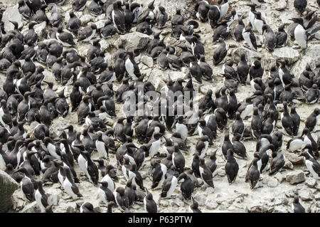 Petit pingouin (Alca torda) nichant sur Lunga - Treshnish Isles (Hébrides intérieures, de l'Ecosse) Banque D'Images