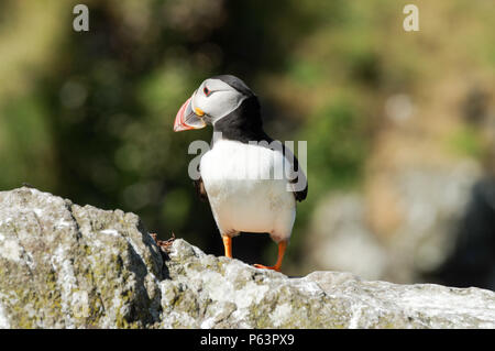 Macareux nichant sur Lunga - Treshnish Isles (Hébrides intérieures, de l'Ecosse) Banque D'Images