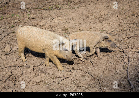 Deux Mangalitsa Mangalitza, Mangalica, porcelets laineux ou marcher passé. Banque D'Images