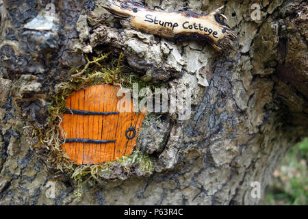 Orange de porte dans un arbre dans les bois à Wycoller Country Park, Colne, Lancashire, England,Pendle, UK Banque D'Images