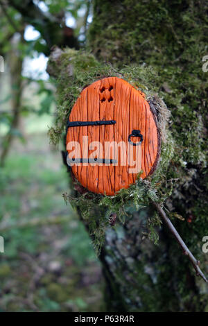 Orange de porte dans un arbre dans les bois à Wycoller Country Park, Colne, Lancashire, England,Pendle, UK Banque D'Images