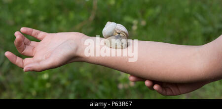 Traitement de la peau visqueuse de l'escargot sur le bras d'une femme. Banque D'Images