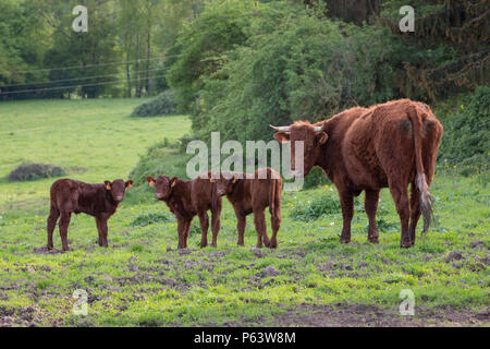 Vaches Salers, la vache avec trois jeunes veaux. Banque D'Images