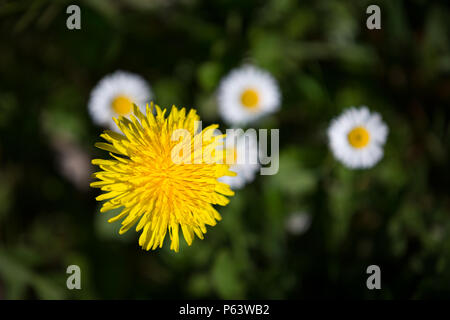 La floraison de fleurs de pissenlit, Taraxacum, vu de dessus, avec des marguerites blanches en dessous. Banque D'Images